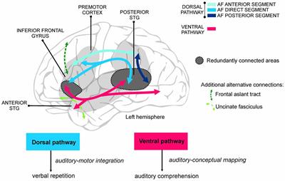 Language Learning Variability within the Dorsal and Ventral Streams as a Cue for Compensatory Mechanisms in Aphasia Recovery